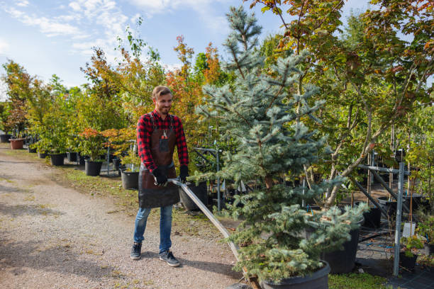 The Steps Involved in Our Tree Care Process in Boise, ID